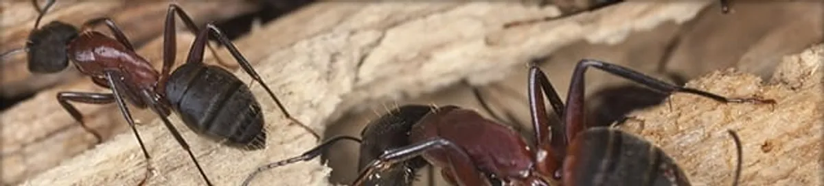 Close-up of ants on wood showing an active ant infestation in Chula Vista, CA