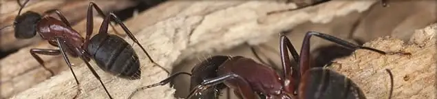 Close-up of ants on wood showing an active ant infestation in Chula Vista, CA