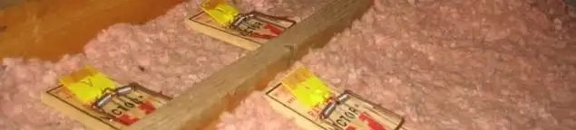 Mouse traps placed in an attic for rodent control in Chula Vista, CA