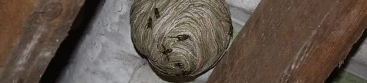 Wasp nest in an attic space, a common home infestation risk in Chula Vista, CA