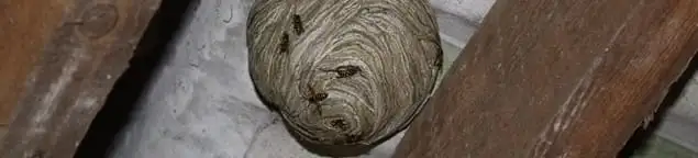 Wasp nest in an attic space, a common home infestation risk in Chula Vista, CA