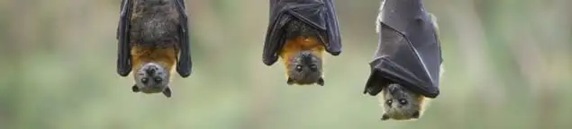 Bats roosting together, a common sign of a bat infestation in Chula Vista, CA