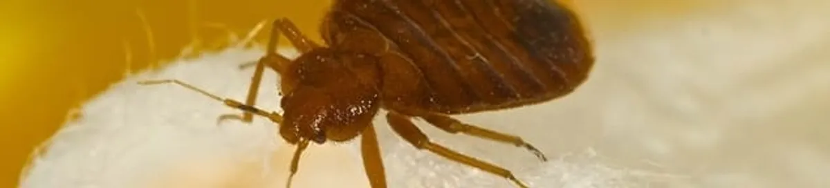 Close-up of a bed bug, a sign of an active infestation in Chula Vista, CA