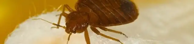 Close-up of a bed bug, a sign of an active infestation in Chula Vista, CA