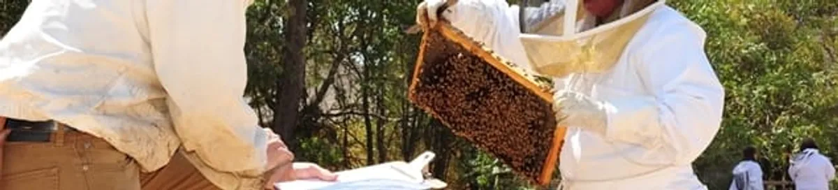 Bee removal specialists relocating a hive and honeycomb safely in Chula Vista, CA