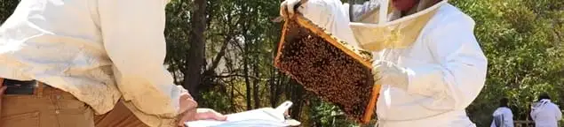 Bee removal specialists relocating a hive and honeycomb safely in Chula Vista, CA