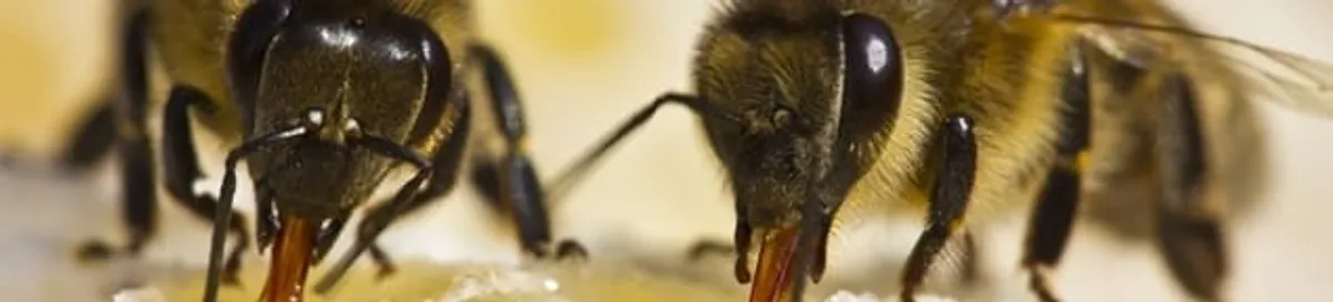 Close-up of honey bees, a sign of a nearby hive in Chula Vista, CA