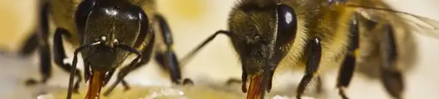 Close-up of honey bees, a sign of a nearby hive in Chula Vista, CA