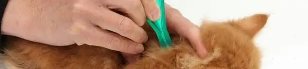 Flea treatment for pets using a flea comb, a sign of flea problems in Chula Vista, CA