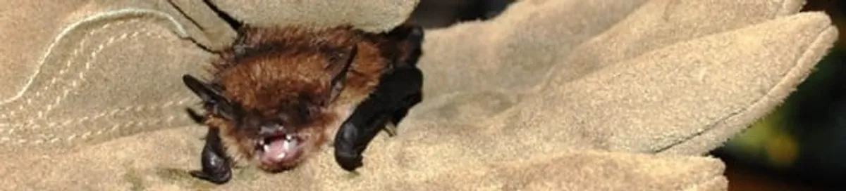 Bat removal specialist holding a bat safely during humane exclusion in Chula Vista, CA
