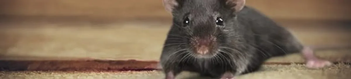 Mouse indoors, a common sign of a rodent infestation in Chula Vista, CA