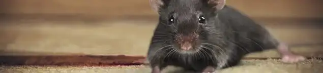Mouse indoors, a common sign of a rodent infestation in Chula Vista, CA