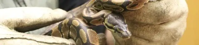 Snake removal specialist safely handling a snake with protective gloves in Chula Vista, CA