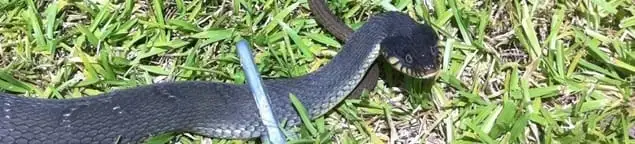 Snake in a yard, a common sign of a snake problem near a home in Chula Vista, CA