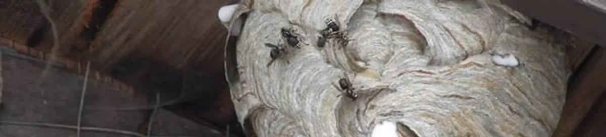 Close-up of a wasp nest with active wasps, a sign of an infestation in Chula Vista, CA