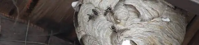 Close-up of a wasp nest with active wasps, a sign of an infestation in Chula Vista, CA